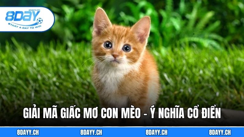 Bí Ẩn Giải Mã Giấc Mơ Con Mèo - Hướng Dẫn Giải Mã Cùng 8DAY Giải mã giấc mơ con mèo truyền thống